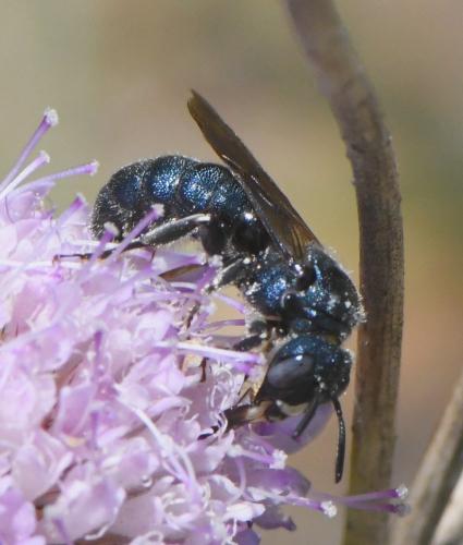 Réf. 234 535 : Ceratina chalcites